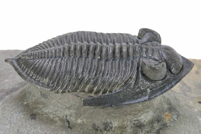 Bargain, Zlichovaspis Trilobite - Atchana, Morocco #250177